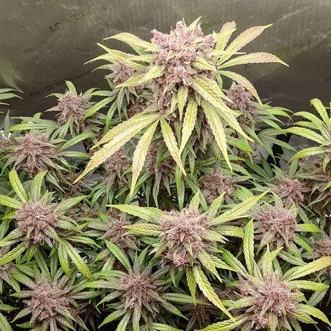 Lemon Cherry Cookies  #2 growlog timeline photo