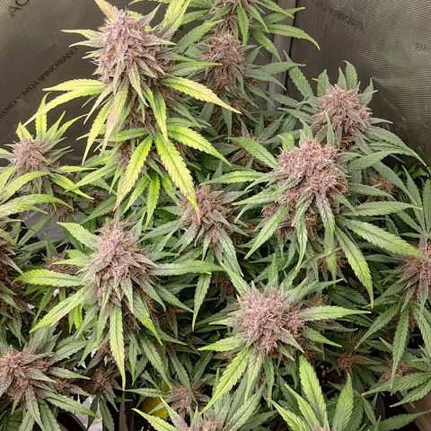 Lemon Cherry Cookies  #3 growlog timeline photo