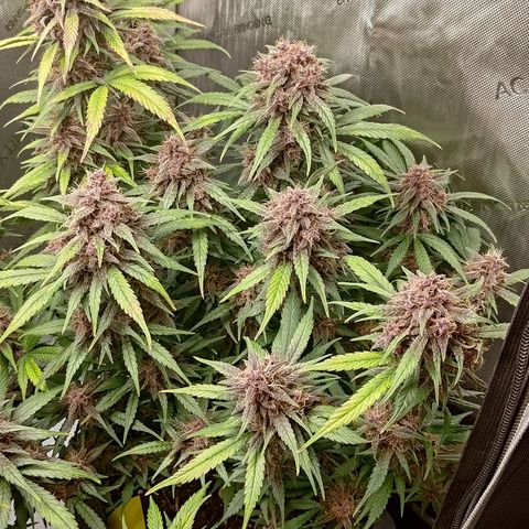 Lemon Cherry Cookies  #3 growlog timeline photo