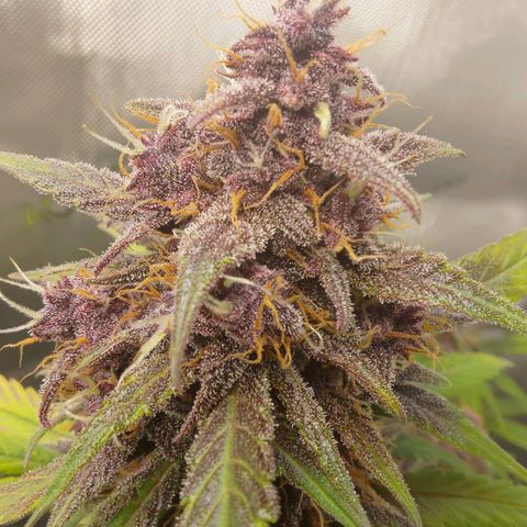 Lemon Cherry Cookies  #3 growlog timeline photo