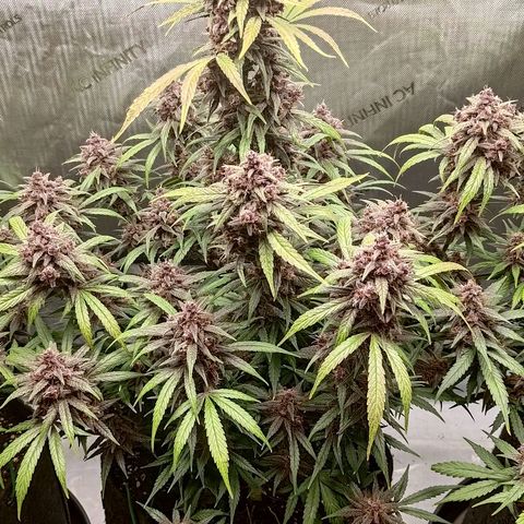 Lemon Cherry Cookies  #2 growlog timeline photo