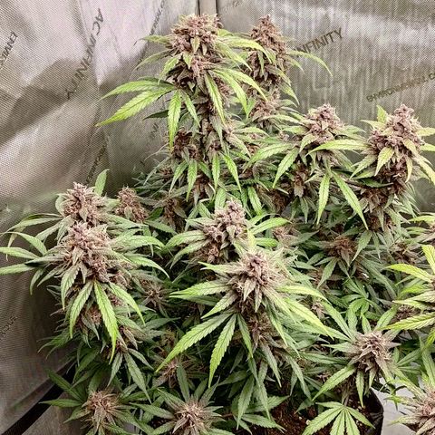 Lemon Cherry Cookies  #1 growlog timeline photo
