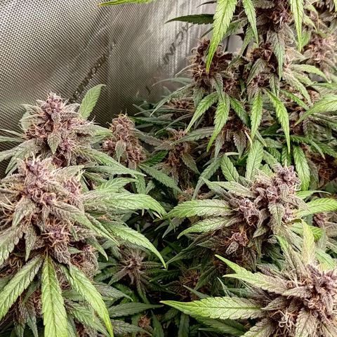 Lemon Cherry Cookies  #1 growlog timeline photo