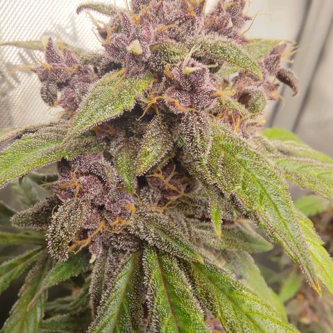Lemon Cherry Cookies  #1 growlog timeline photo