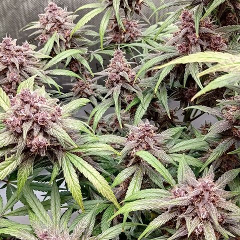 Lemon Cherry Cookies  #2 growlog timeline photo