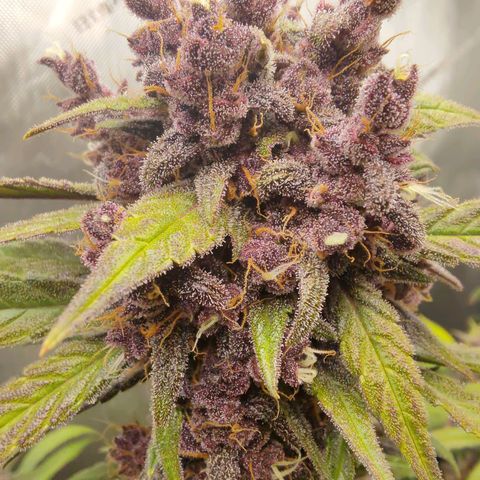 Lemon Cherry Cookies  #2 growlog timeline photo