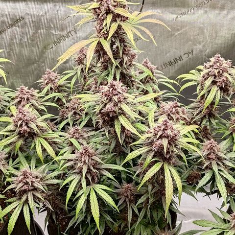 Lemon Cherry Cookies  #2 growlog timeline photo
