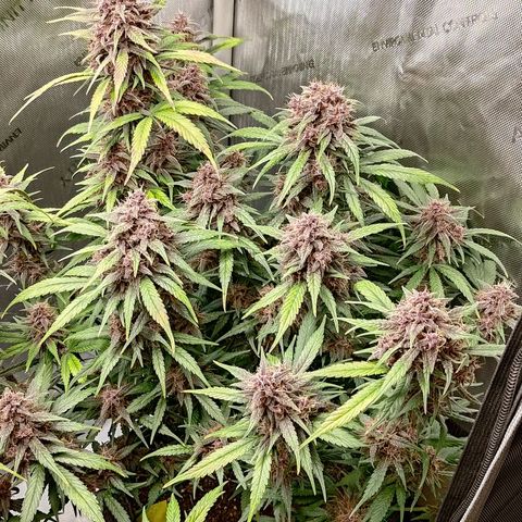 Lemon Cherry Cookies  #3 growlog timeline photo