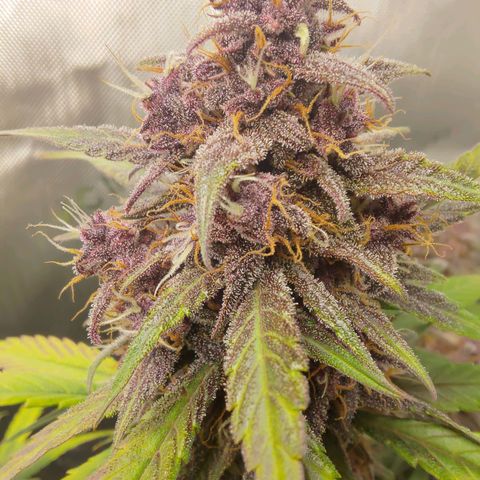 Lemon Cherry Cookies  #3 growlog timeline photo