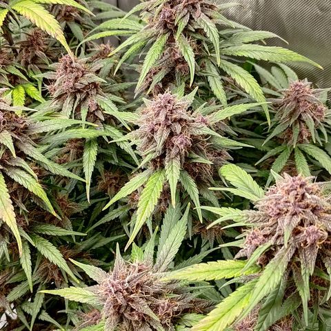 Lemon Cherry Cookies  #3 growlog timeline photo