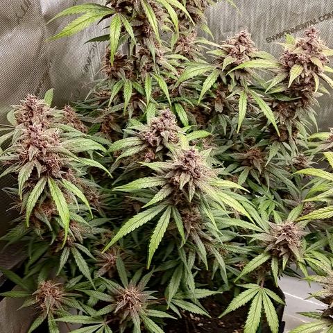 Lemon Cherry Cookies  #1 growlog timeline photo