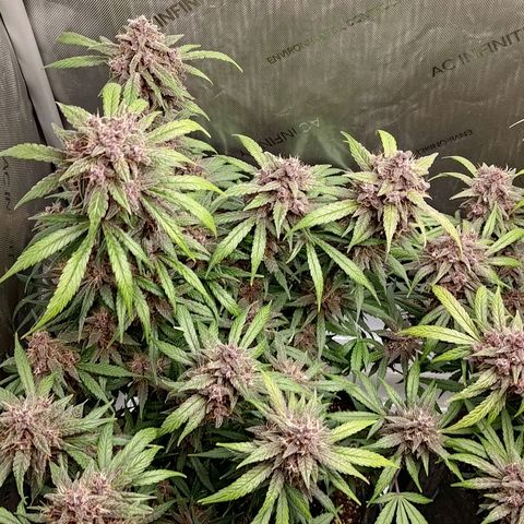 Lemon Cherry Cookies  #1 growlog timeline photo