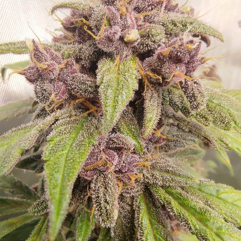 Lemon Cherry Cookies  #1 growlog timeline photo