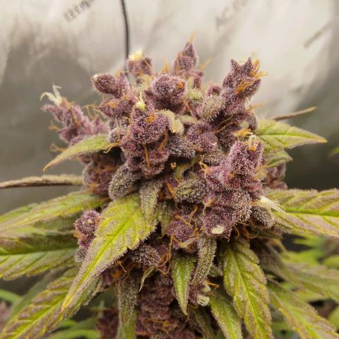 Lemon Cherry Cookies  #2 growlog timeline photo