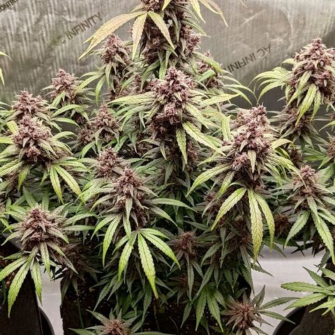 Lemon Cherry Cookies  #2 growlog timeline photo