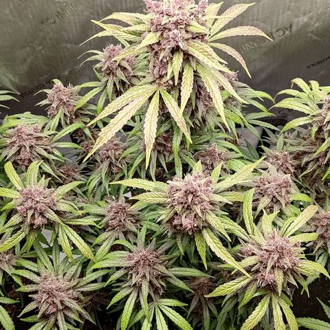 Lemon Cherry Cookies  #2 growlog timeline photo