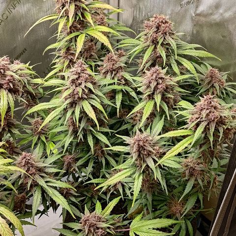 Lemon Cherry Cookies  #3 growlog timeline photo