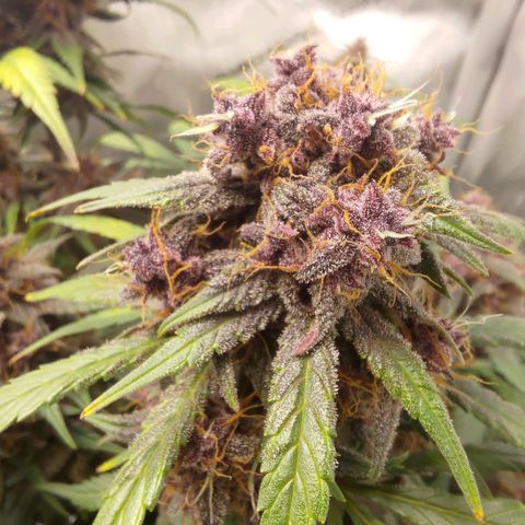 Lemon Cherry Cookies  #3 growlog timeline photo