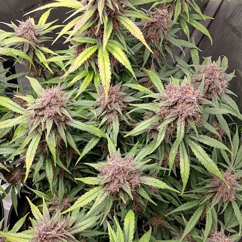 Lemon Cherry Cookies  #3 growlog timeline photo