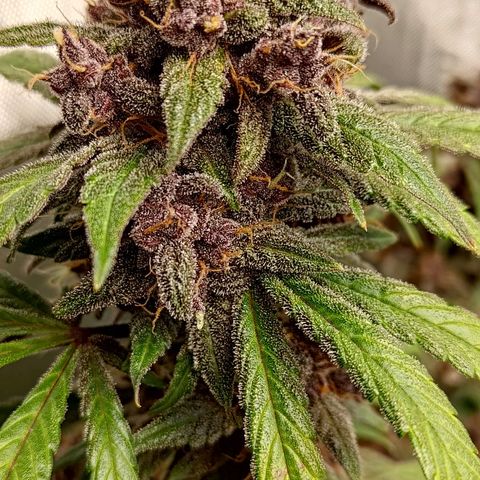 Lemon Cherry Cookies  #1 growlog timeline photo