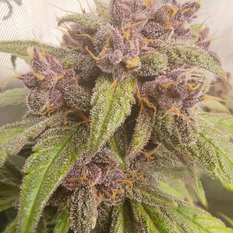 Lemon Cherry Cookies  #1 growlog timeline photo