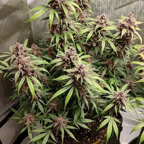 Lemon Cherry Cookies  #1 growlog timeline photo