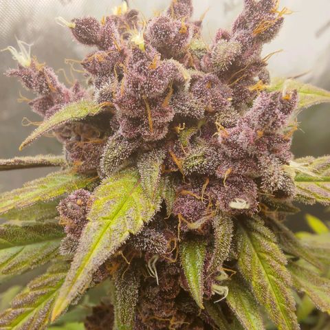 Lemon Cherry Cookies  #2 growlog timeline photo