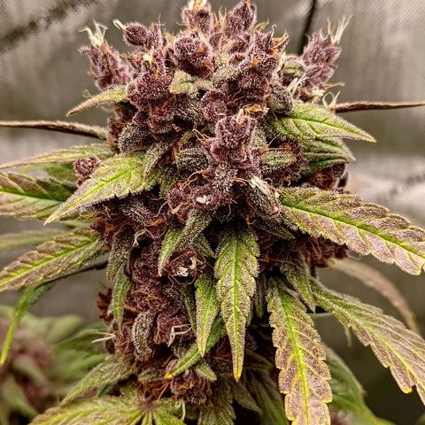 Lemon Cherry Cookies  #2 growlog timeline photo