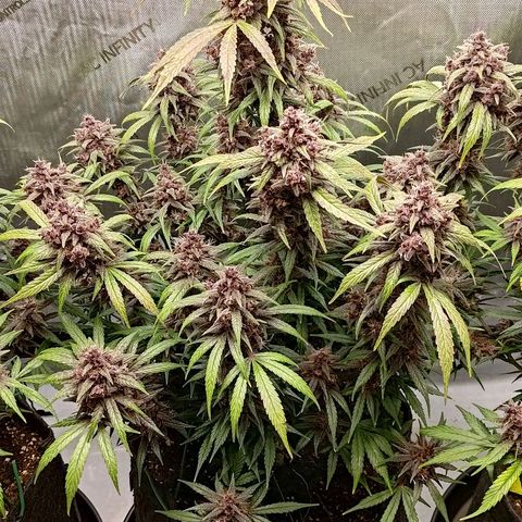 Lemon Cherry Cookies  #2 growlog timeline photo