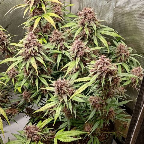 Lemon Cherry Cookies  #3 growlog timeline photo