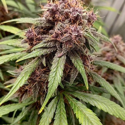 Lemon Cherry Cookies  #3 growlog timeline photo