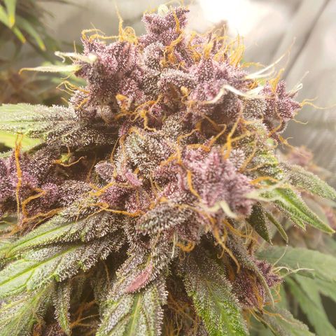 Lemon Cherry Cookies  #3 growlog timeline photo