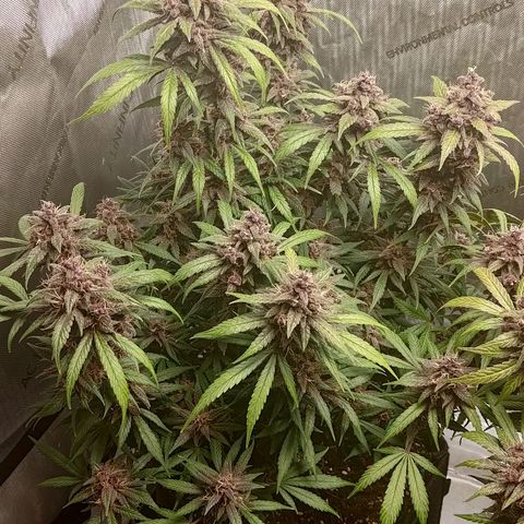 Lemon Cherry Cookies  #1 growlog timeline photo