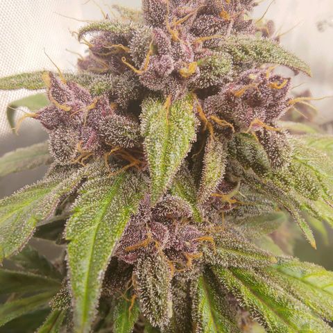 Lemon Cherry Cookies  #1 growlog timeline photo