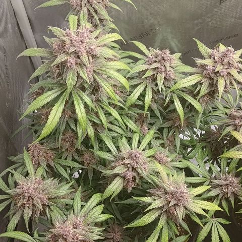 Lemon Cherry Cookies  #1 growlog timeline photo
