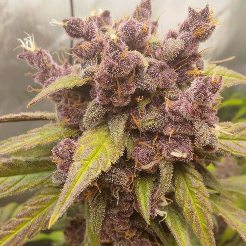Lemon Cherry Cookies  #2 growlog timeline photo