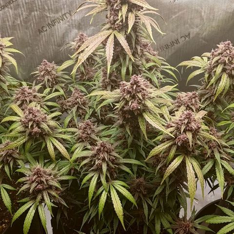 Lemon Cherry Cookies  #2 growlog timeline photo