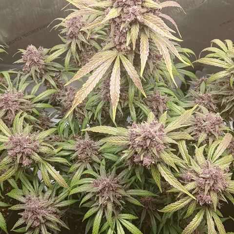 Lemon Cherry Cookies  #2 growlog timeline photo
