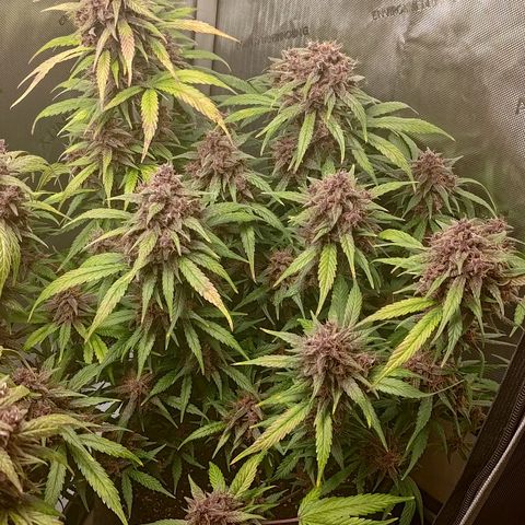 Lemon Cherry Cookies  #3 growlog timeline photo