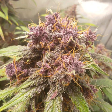 Lemon Cherry Cookies  #3 growlog timeline photo
