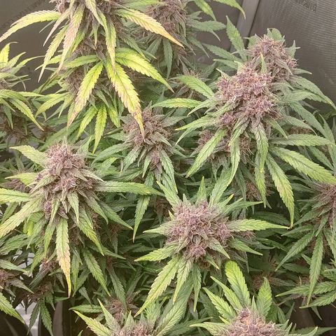 Lemon Cherry Cookies  #3 growlog timeline photo
