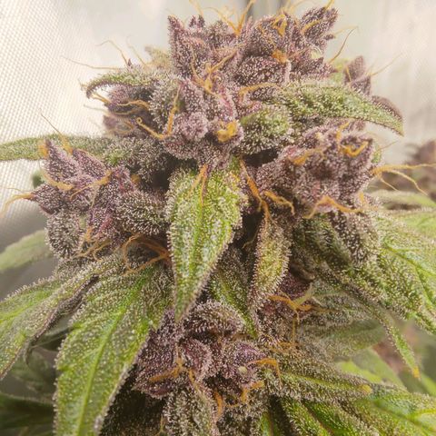 Lemon Cherry Cookies  #1 growlog timeline photo