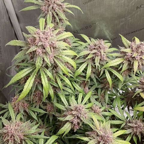 Lemon Cherry Cookies  #1 growlog timeline photo
