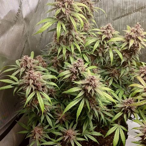 Lemon Cherry Cookies  #1 growlog timeline photo