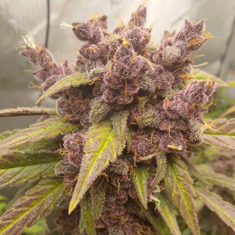 Lemon Cherry Cookies  #2 growlog timeline photo