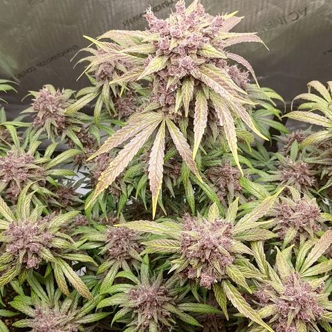 Lemon Cherry Cookies  #2 growlog timeline photo