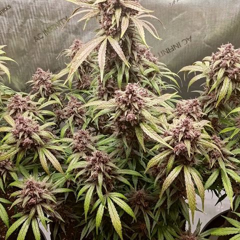 Lemon Cherry Cookies  #2 growlog timeline photo