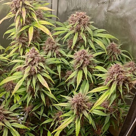 Lemon Cherry Cookies  #3 growlog timeline photo