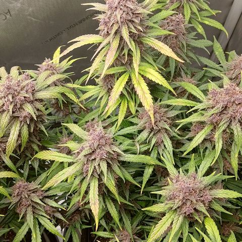 Lemon Cherry Cookies  #3 growlog timeline photo
