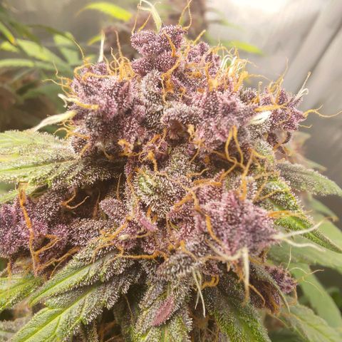 Lemon Cherry Cookies  #3 growlog timeline photo